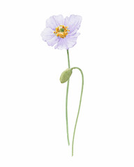 Beautiful floral illustration with gentle hand drawn watercolor poppy flowers. Stock illustration. Realistic watercolor flower clip art.