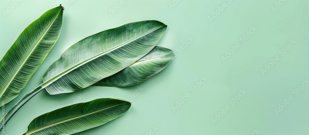 Aufkleber Banana Leaf Isolated on pastel background  Image  . with copy space image. Place for adding text or design