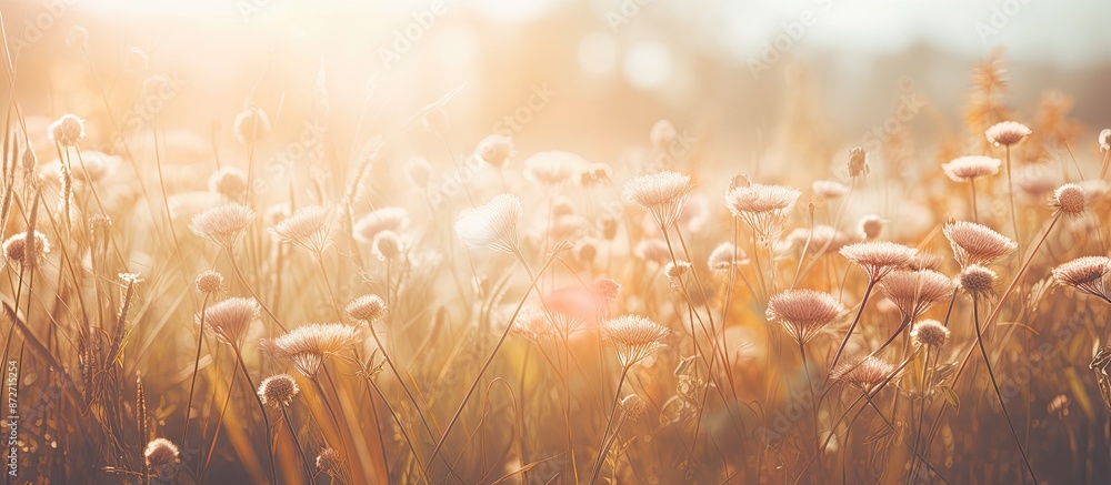 Poster vintage photo of a nature wild meadow with soft sunshine creating a morning sunlight background, ide