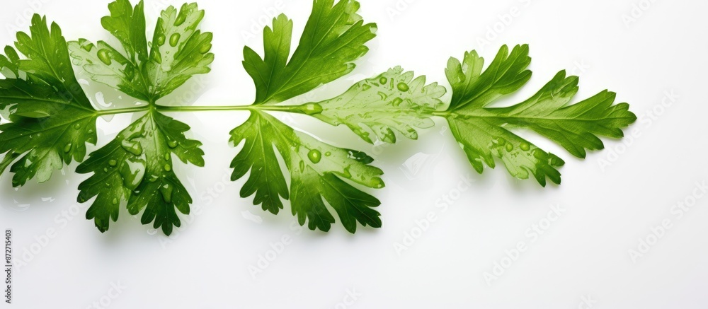 Poster top-down view of a coriander leaf with a water droplet on a white backdrop, ideal for copy space ima
