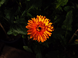 The Orange Gerbera Blooming