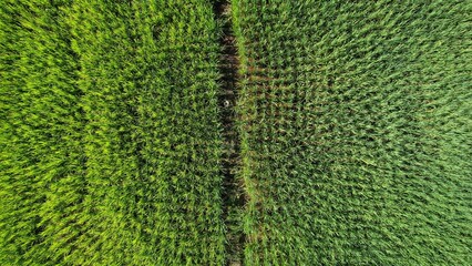 Kuching, Malaysia - July 4 2024: Aerial View of The Skuduk Paddy Field