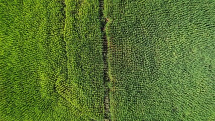 Kuching, Malaysia - July 4 2024: Aerial View of The Skuduk Paddy Field