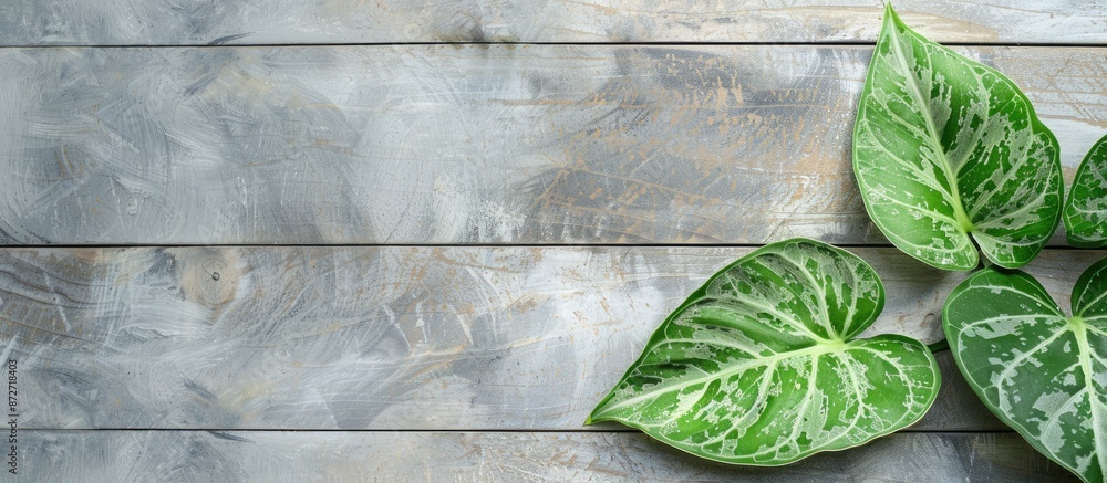 Poster A Syngonium podophyllum leaf is positioned within a frame on a gray wooden backdrop, creating a flat lay background with a copy space image.
