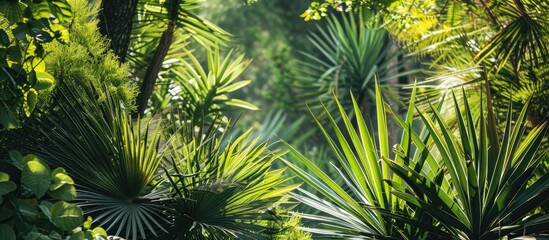 Lush green yucca, palm, and pine trees create a stunning backdrop with ample copy space for an image.