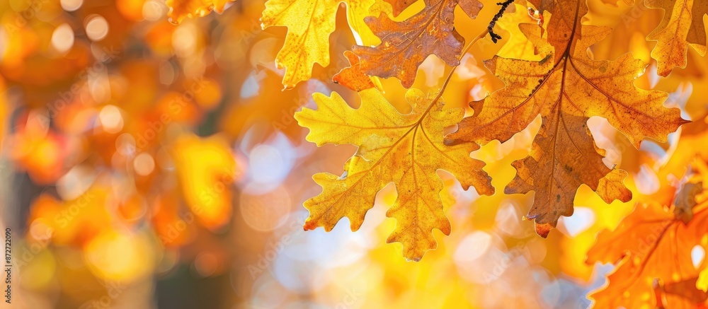 Poster Autumn's signature display of bright yellow oak leaves on a tree with copy space image.