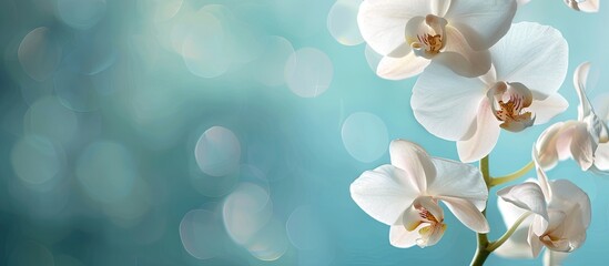 A close-up tropical white orchid against a blue background provides free space for a copy space image with subtle contrast.