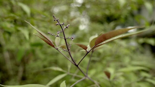 Vitex negundo, close up view of herbal plant five leaved chaste tree flower, karinochi herbal plant