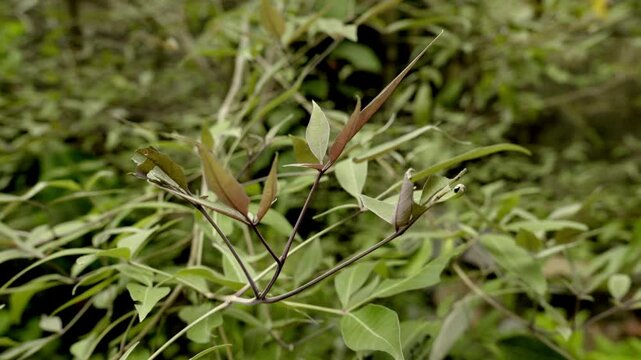 Vitex negundo, close up view of herbal plant five leaved chaste tree flower, karinochi herbal plant