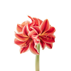 Amaryllis flower Transparent Background