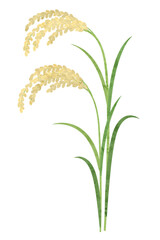 稲穂の水彩画風イラス稲穂の水彩画風イラスト、米のイメージト、米のイメージ