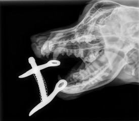 x-ray of a dog jaw in oblique view - dentistry, normal jaw radiographie d'une machoire de chien en vue oblique - dentisterie, machoire normale © maliloani