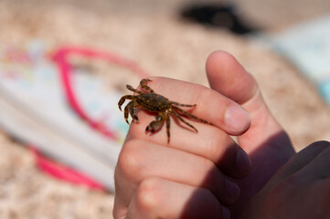 Obraz premium On the man's hand, a crab by the sea.