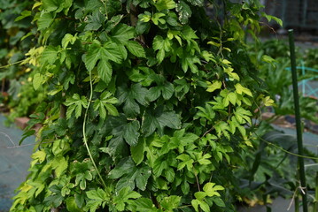 Obraz premium The female flower of hops. Cannabaceae perennial vine. Dioecious, it is the ingredient that gives bitterness and aroma to beer.