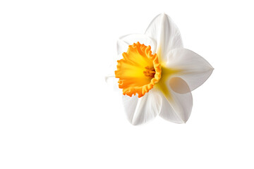 White narcissus and daffodil flowers isolated on a white