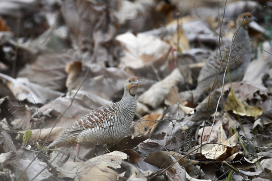 bird on the ground