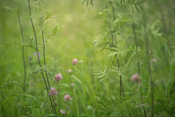flower field in summer