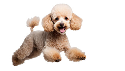 Obraz premium Adorable fluffy poodle dog jumping with excitement isolate on transparent background, cutout, png