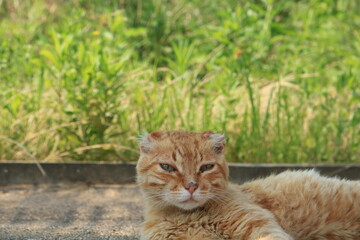 眠そうにこちらを見つめる猫