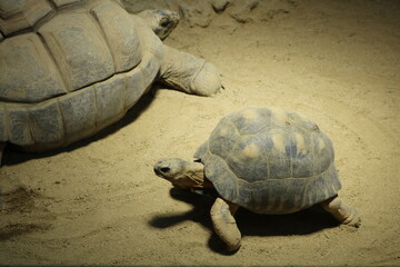 砂の上を歩く亀