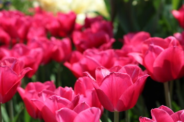 Fototapeta premium 赤いチューリップ