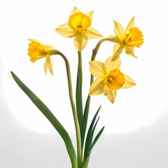  Original name two vibrant yellow daffodils surrounded by scattered petals stand out against a pure white background by Ai generated file
