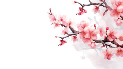sakura flowers on white background