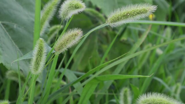 Grass that resembles a fox's tail sways back and forth in the wind.여우꼬리를 닮은 강아지풀이 바람결에 이리저리 흔들립니다.