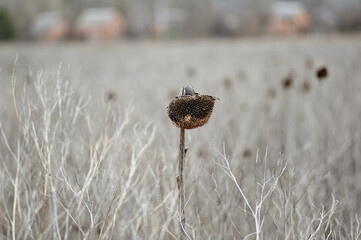 Dry sunflower in an unharvested field in late autumn, village