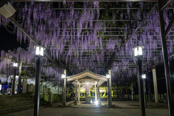 福岡-【黒木の大藤】