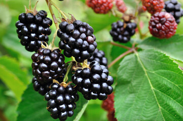 close-up of ripening organic blackberry branch in the garden at summer day
