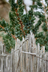 Fototapeta premium Green fir near the fence close-up, village autumn