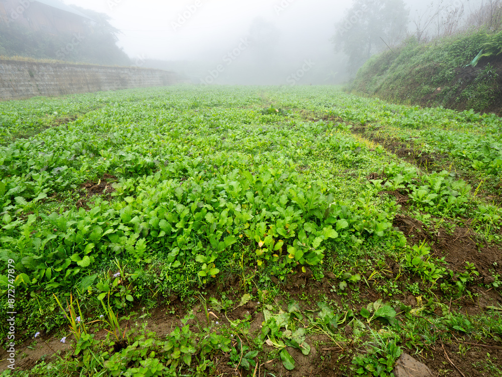 Wall mural vegetable beds in the fields behind in the fog