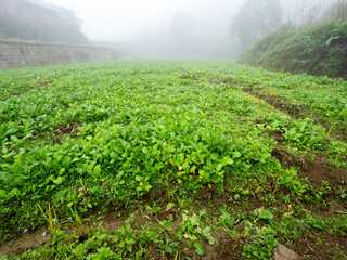 Vegetable Beds in The Fields behind in The Fog