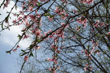 Blossoming branches of peach tree against blue sky in April