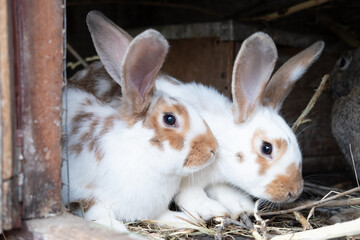 two Beautiful fluffy white brown rabbit in his cage on a farm.