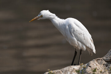 Little Egrest is concentrating and waiting for food. The Little egret (Egretta garzetta) is small elegant heron in the family Ardeidae.