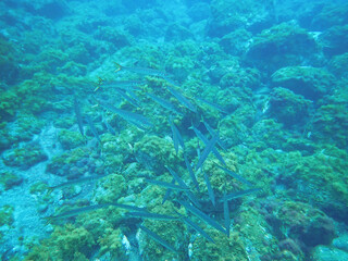 Underwater photography of barracudas in the Atlantic ocean, yellow barracuda,  Sphyraena viridensis, El Hierro