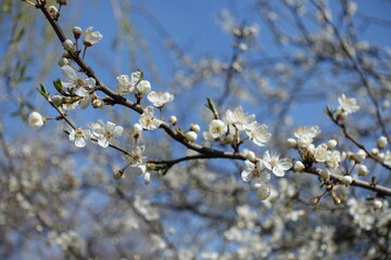 Branch of blossoming plum tree against blue sky in March