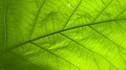 Environment. Crystal ball on moss in green forest. there is a symbolic icon Inclusive Environment,...
