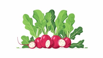 Fresh Red Radishes With Green Tops on White Background