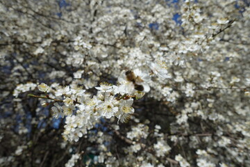 Cherry plum tree in full bloom in March