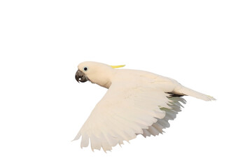 Beautiful flying Triton cockatoo parrot isolated on transparent background png file