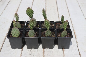 opuntia Freiburg kaktus opuncja © Perovskia