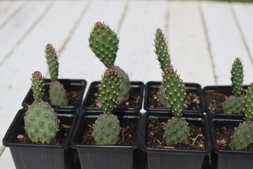 opuntia Freiburg kaktus opuncja © Perovskia