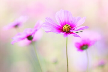 Obraz premium コスモスの花のある風景