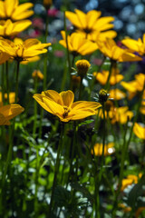 Bidens Ferulifolia, Goldilocks Rocks or Apache Beggarticks, yellow flowers in summertime