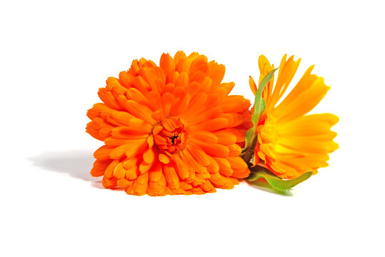 Bl&uuml;ten der Ringelblume, Calendula officinalis, vor wei&szlig;em Hintergrund