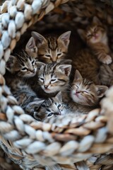 Adorable group of newborn kittens sleeping together in a woven basket, highlighting the innocence and beauty of these young domestic animals.