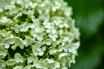 青や紫、ピンクなどカラフルな花を咲かせる紫陽花